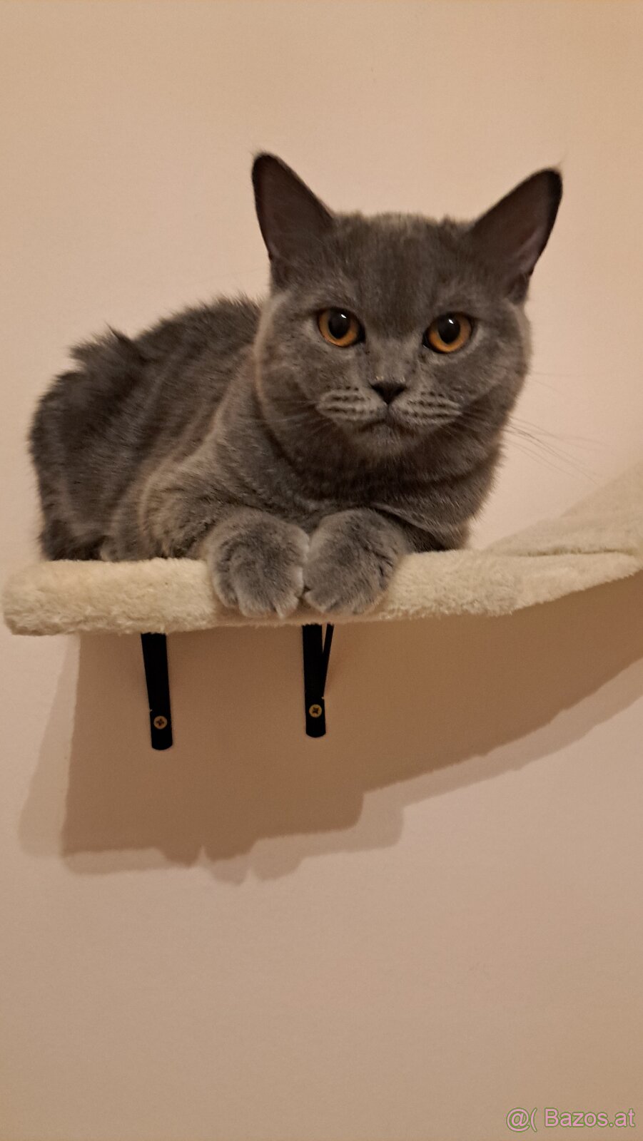 Britisch kurzhaar katze sucht neues Zuhause