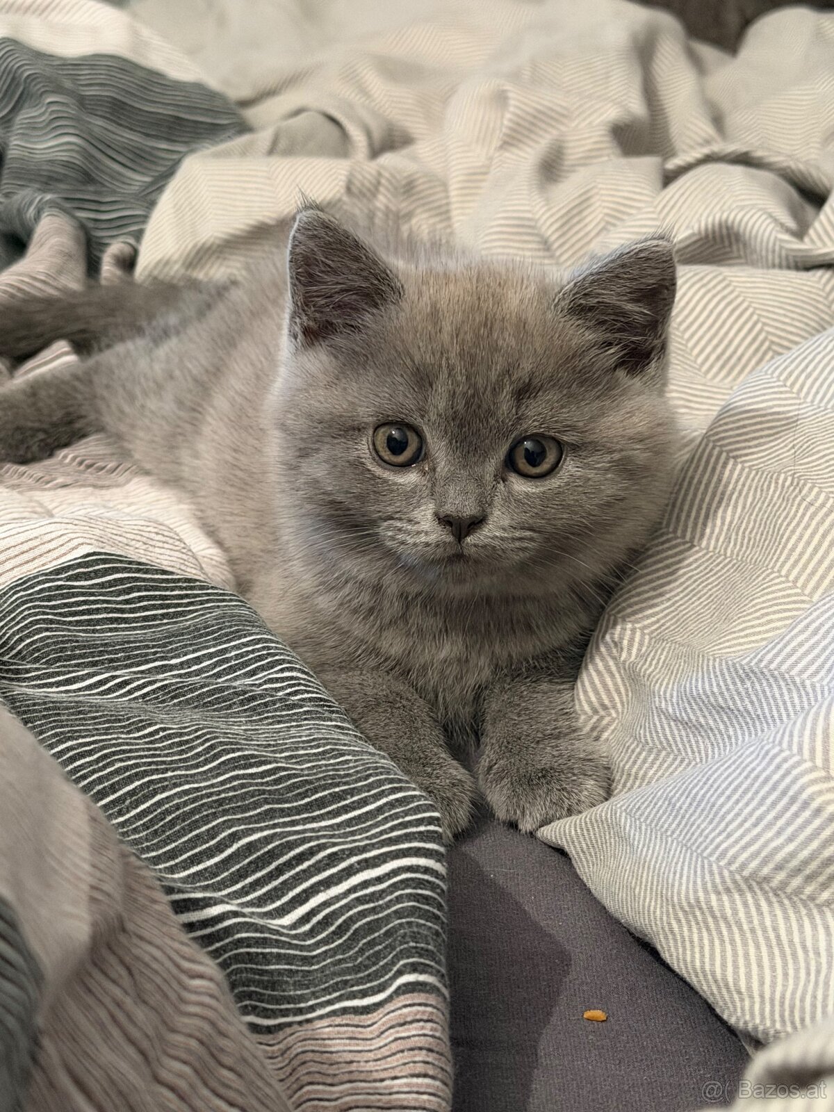 BKH Kitten