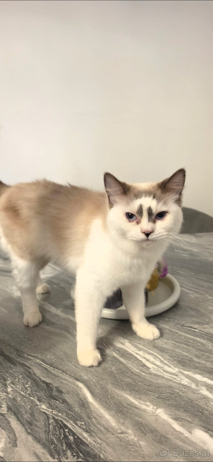Ragdoll