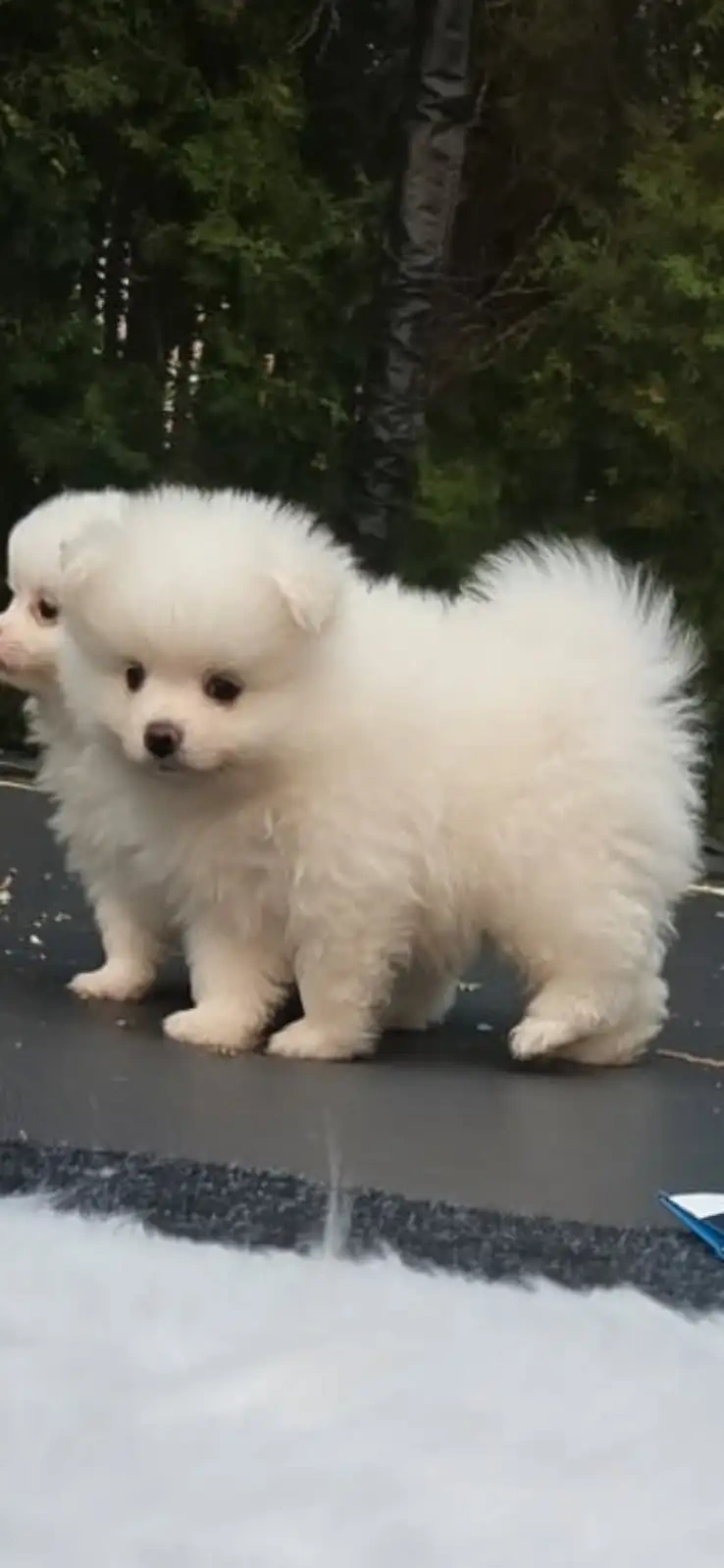 Bezaubernde Zwergspitz-pomeranian welpen