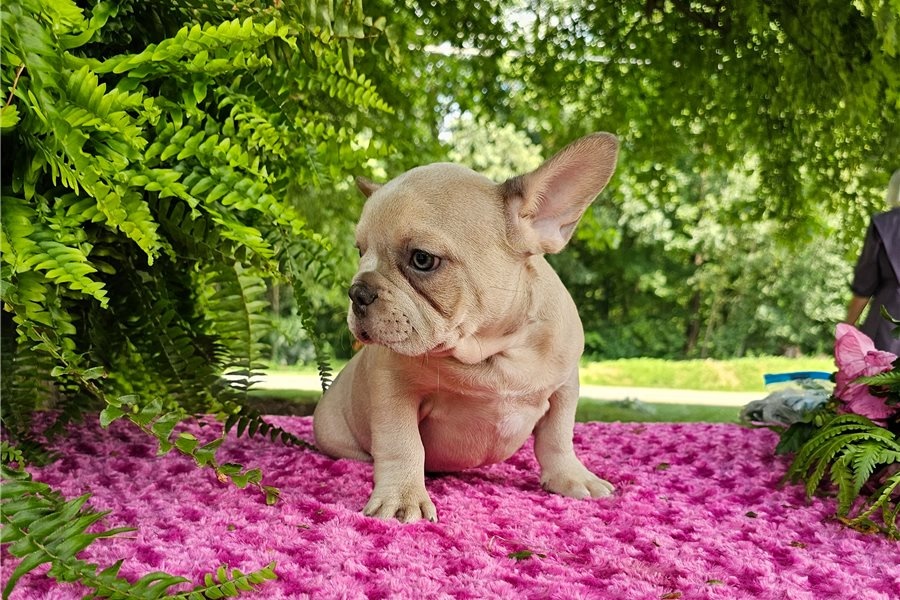 Französische Bulldoggen Welpen mit Ahnentafel