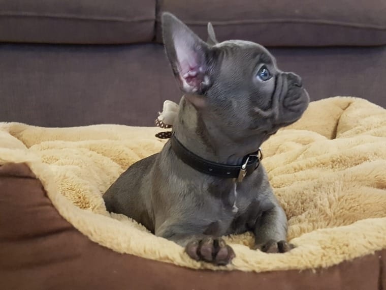 Französische Bulldoggen Welpen (Blue) suchen ein Zuhausegesu
