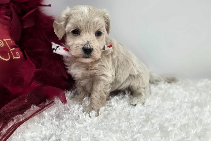 Maltipoo Welpen