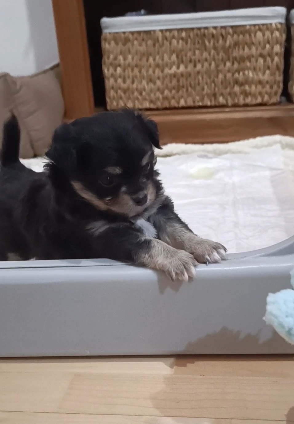 Süßes Chihuahua Mädchen