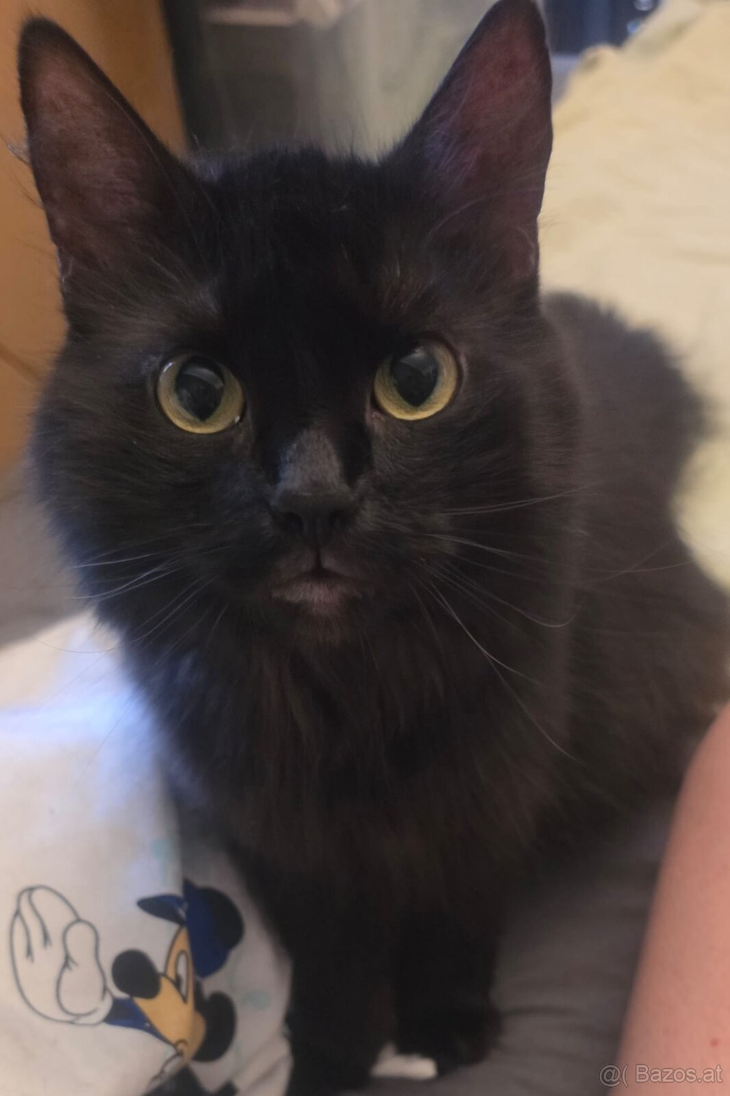 2 ganz Liebe Katzen