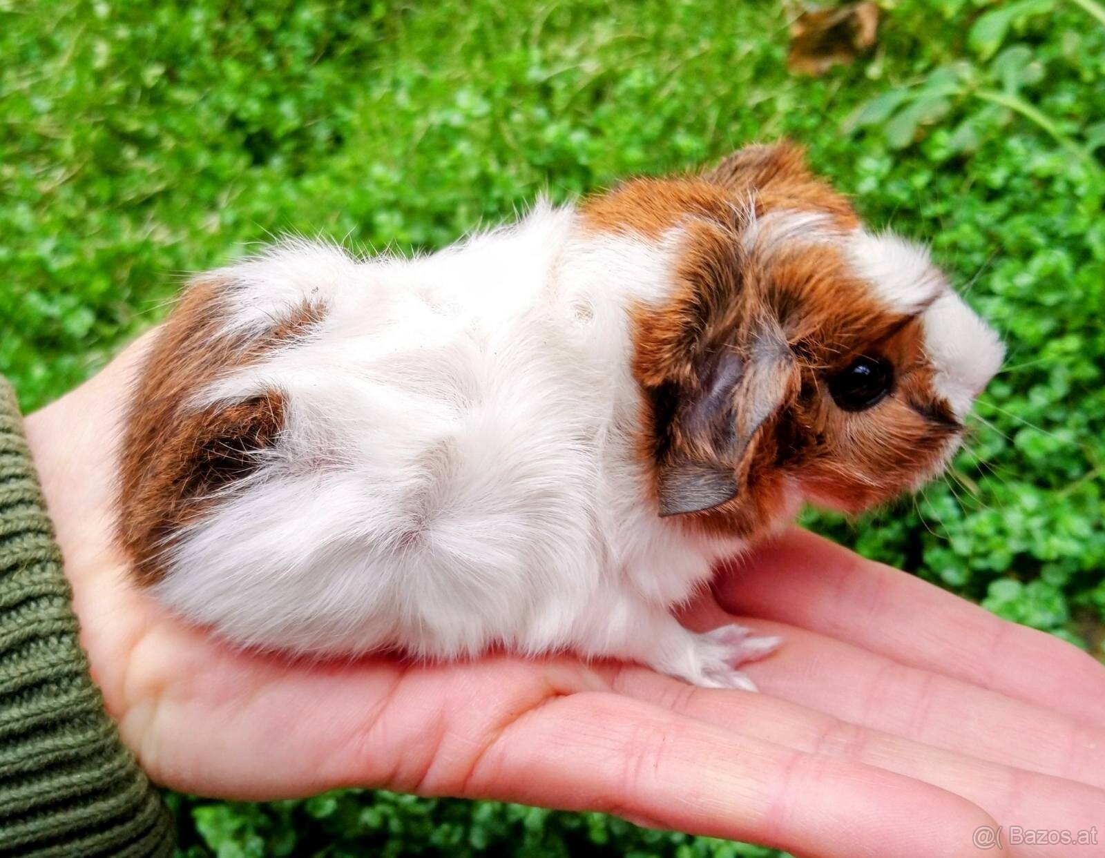 Meerschweinchen zu vermitteln