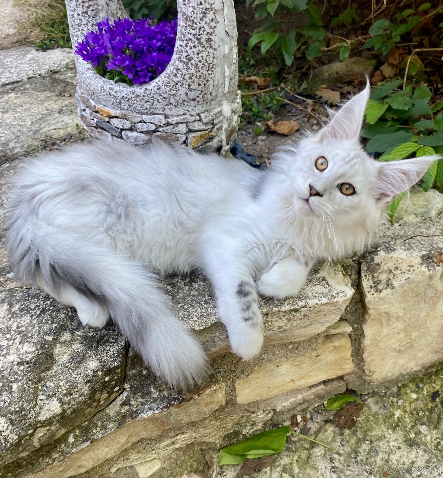 Wunderschönes Maine Coon Käterchen mit Stammbaum