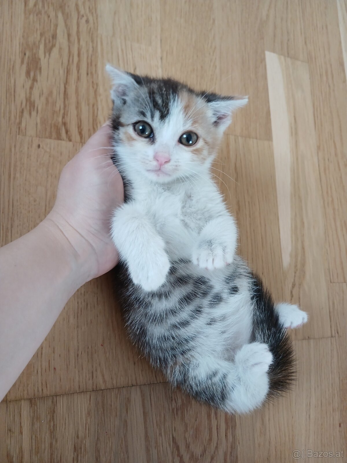 Dreifarbige kitten