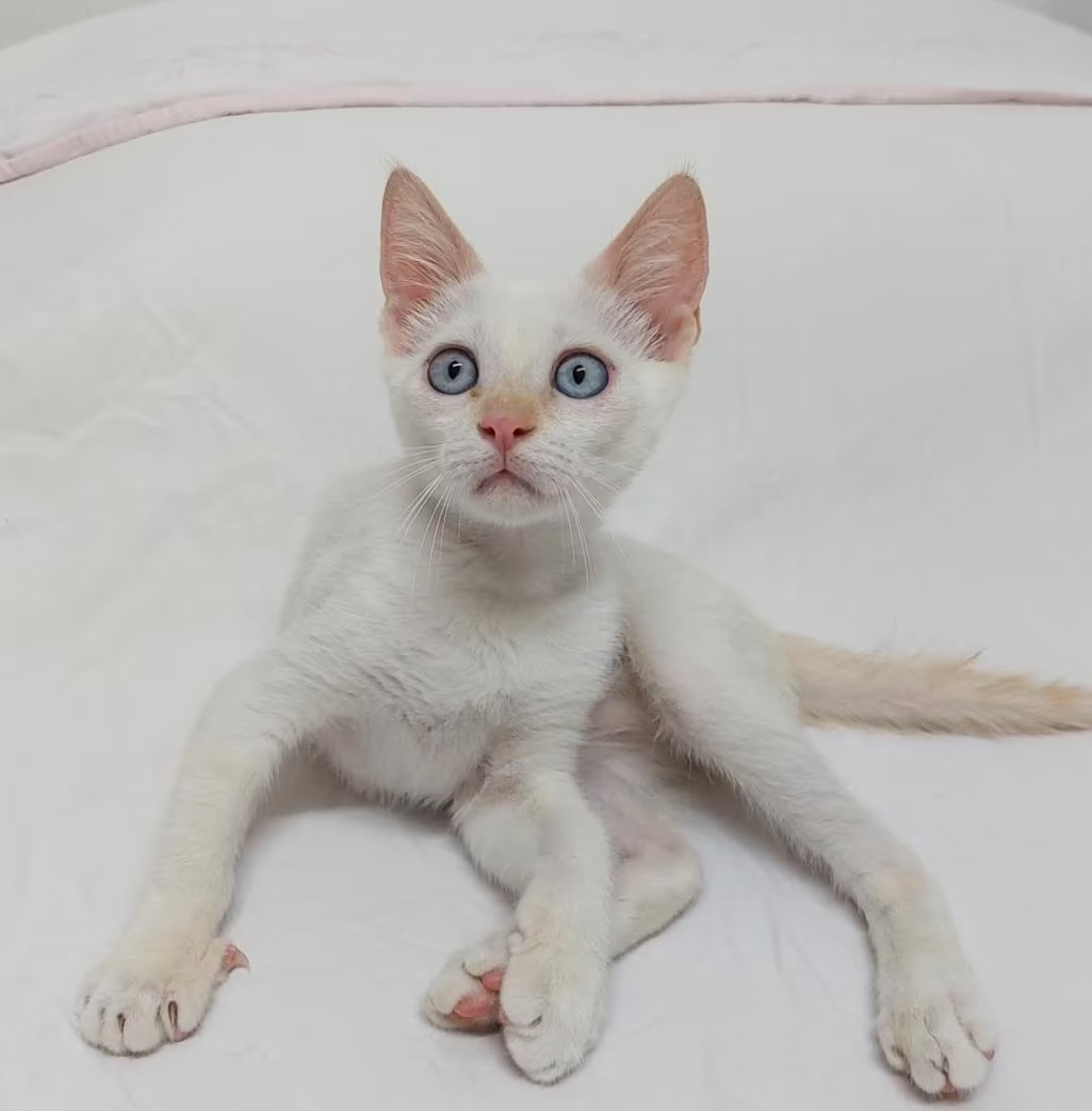 Kitten Mix