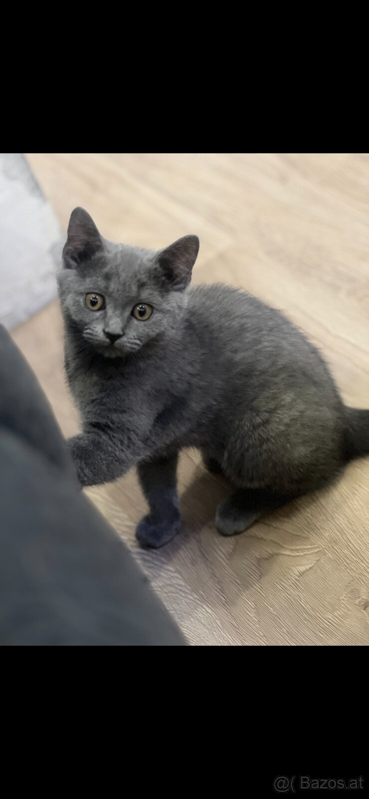 Bkh kitten