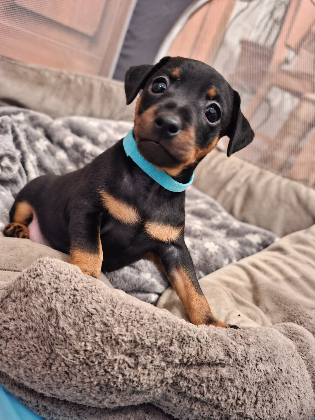Kleiner Balu Rehpinscher