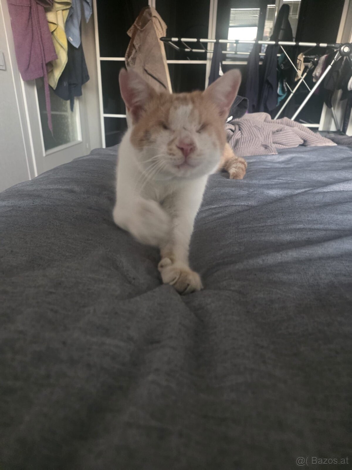 Mausi