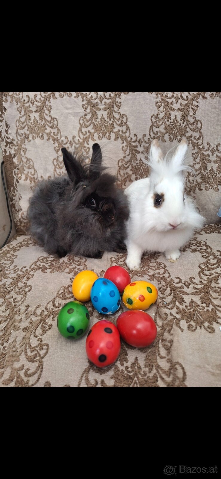 Löwenkopf Kaninchen U Angora Kaninchen