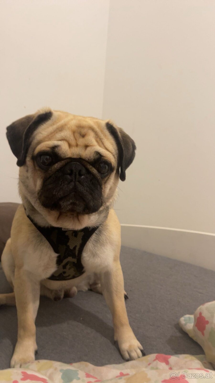 Mops Rüde