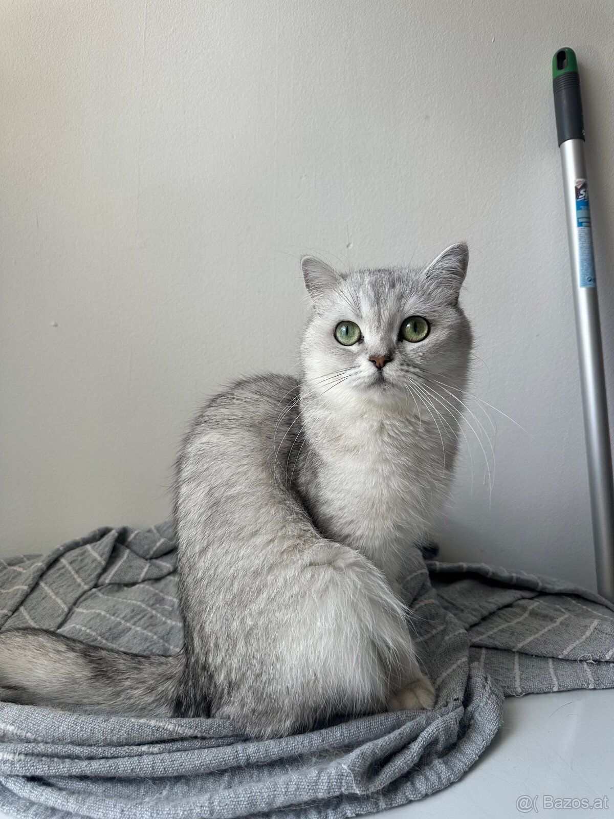 2 BKH Katzen