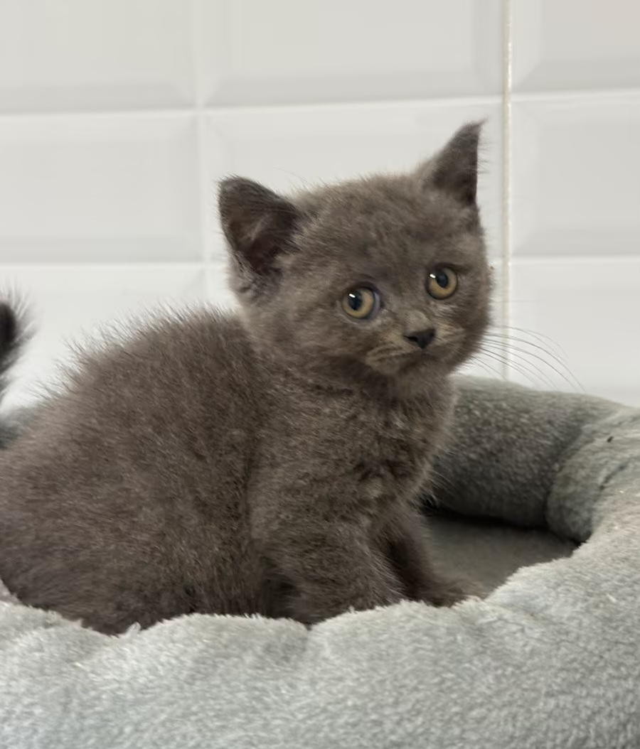 BKH/BLH kitten