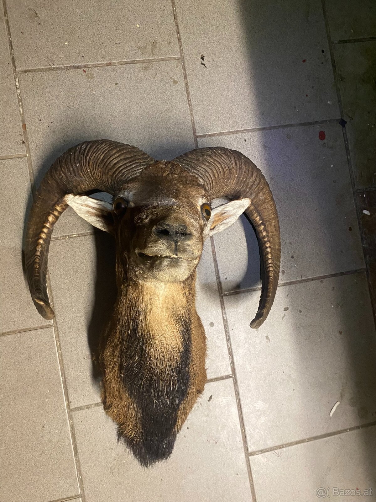 Muflon