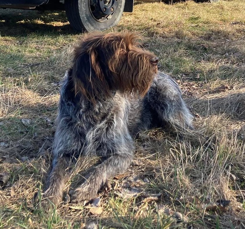 Böhmisch Rauhbart/Bohemian Wirehaired Pointing Griffon Welpe