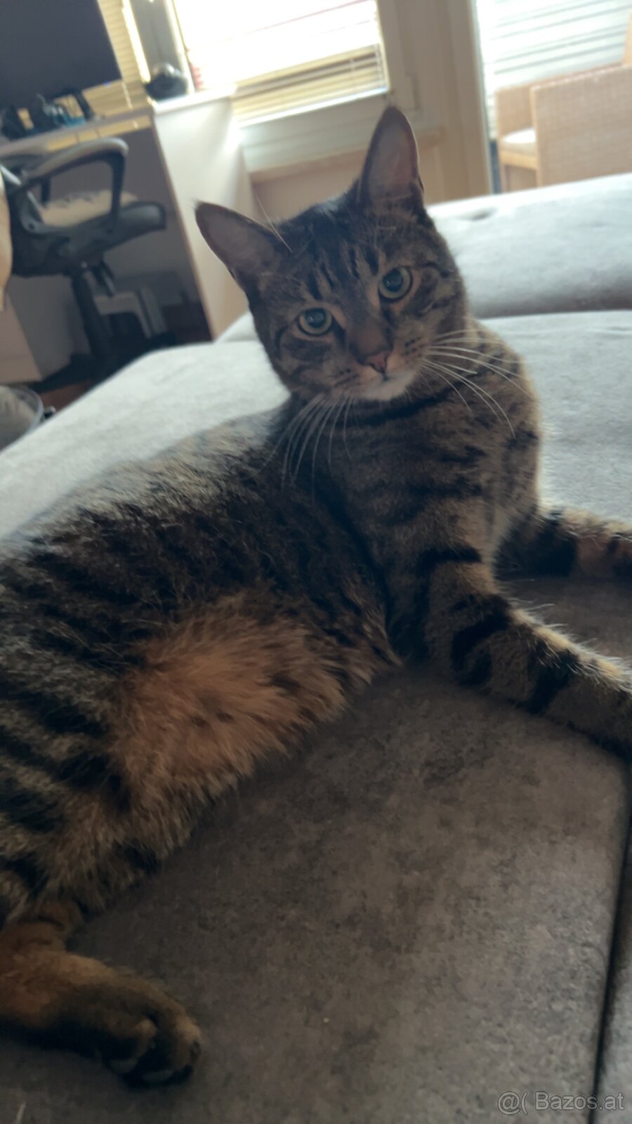 2 Katzer abzugeben