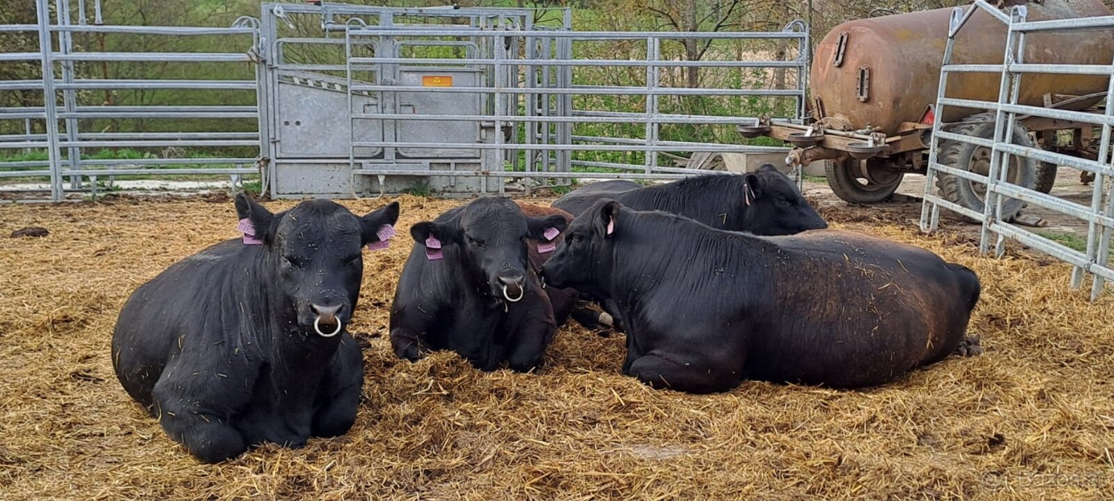 plemenný býk Aberdeen Angus