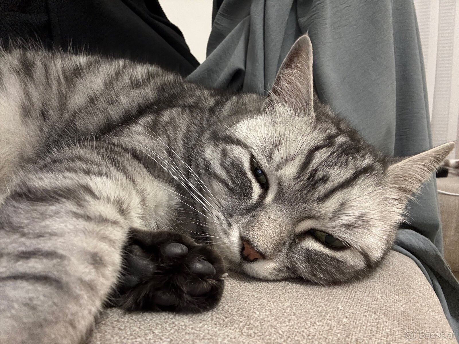 Kater zu verschenken