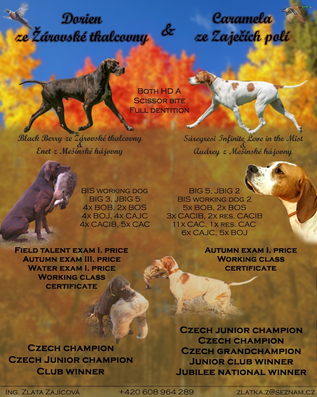 English pointer (Vorstehhund)