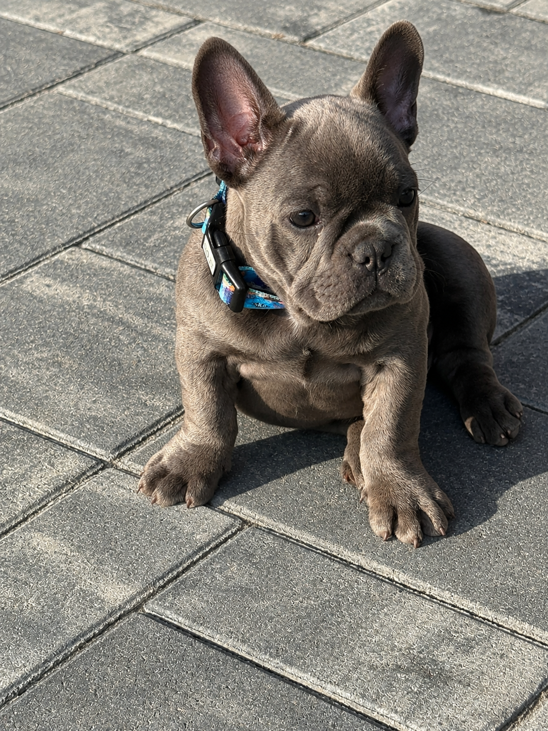 Französischen Buldogge Hündin mit Stammbaum