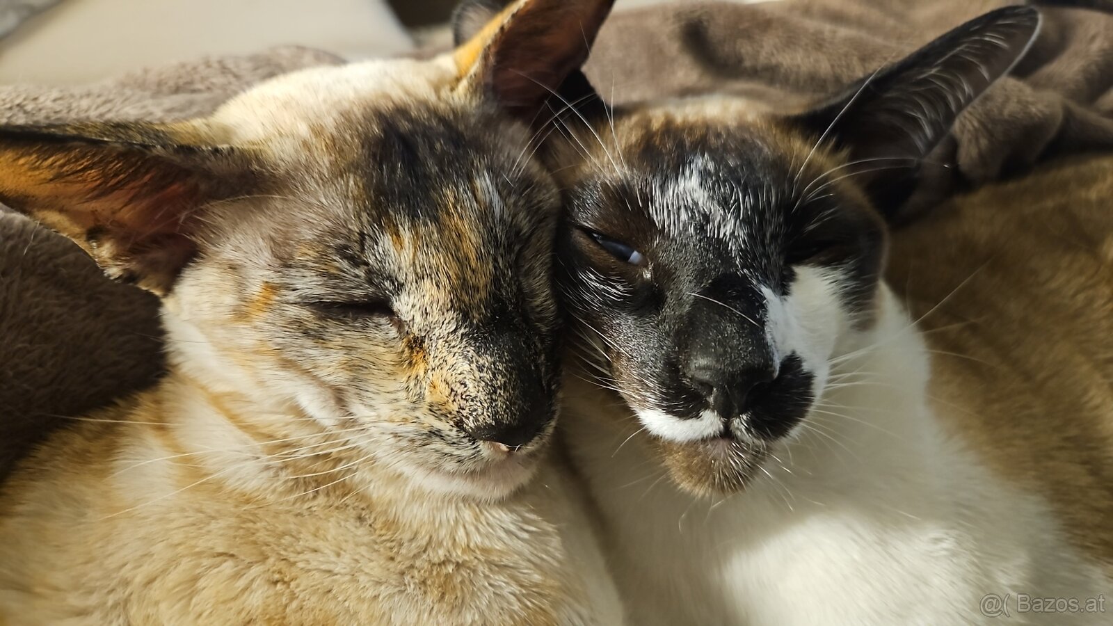 Dringend Platz gesucht