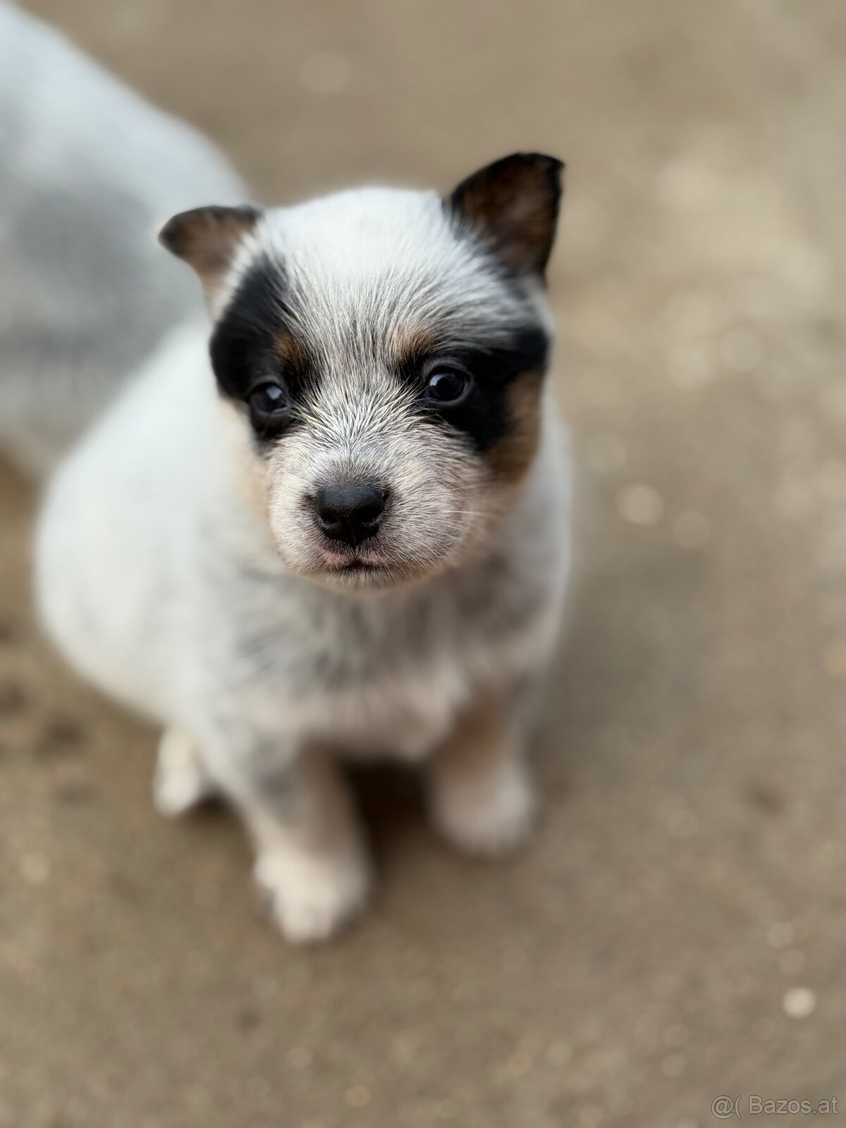 Australian cattle dog