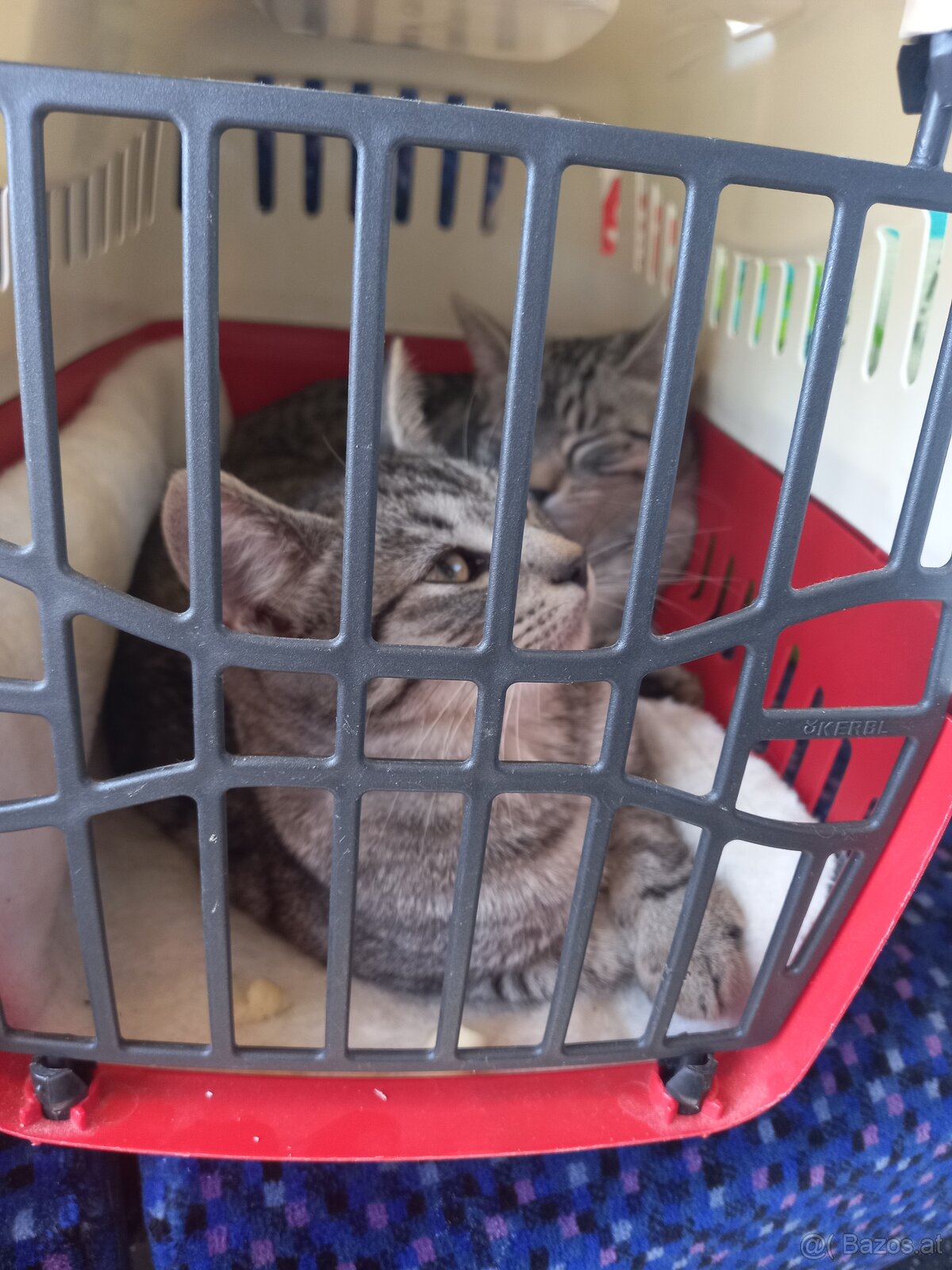 Katzen