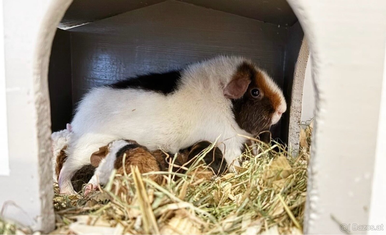 Meerschweinchen