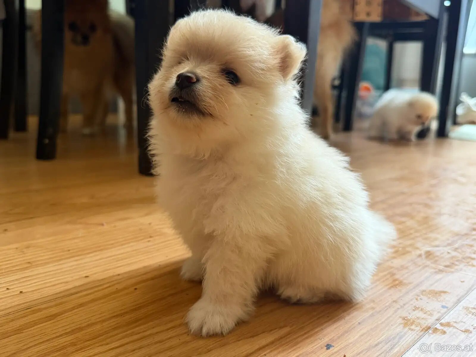 Wunderschöne Zwergspitz-Pomeranian welpen