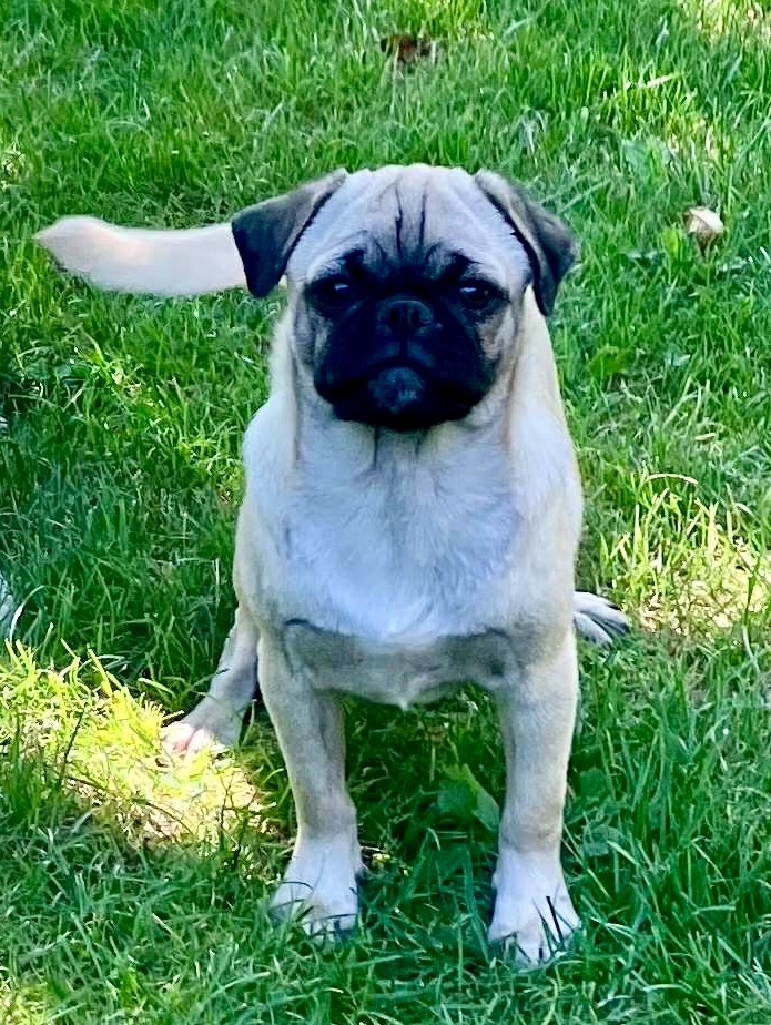 Mops Welpen