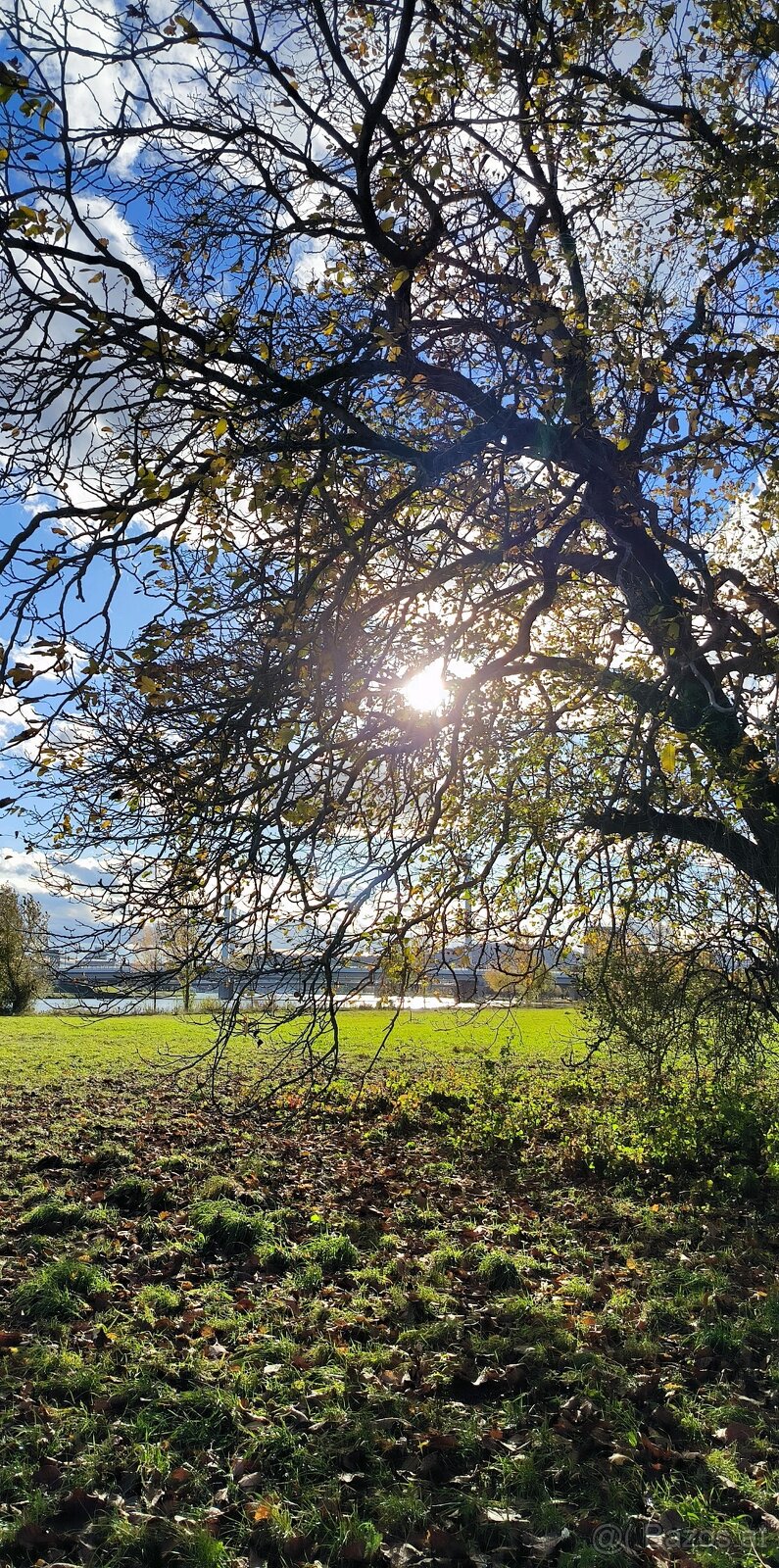 Katze kitten gesucht