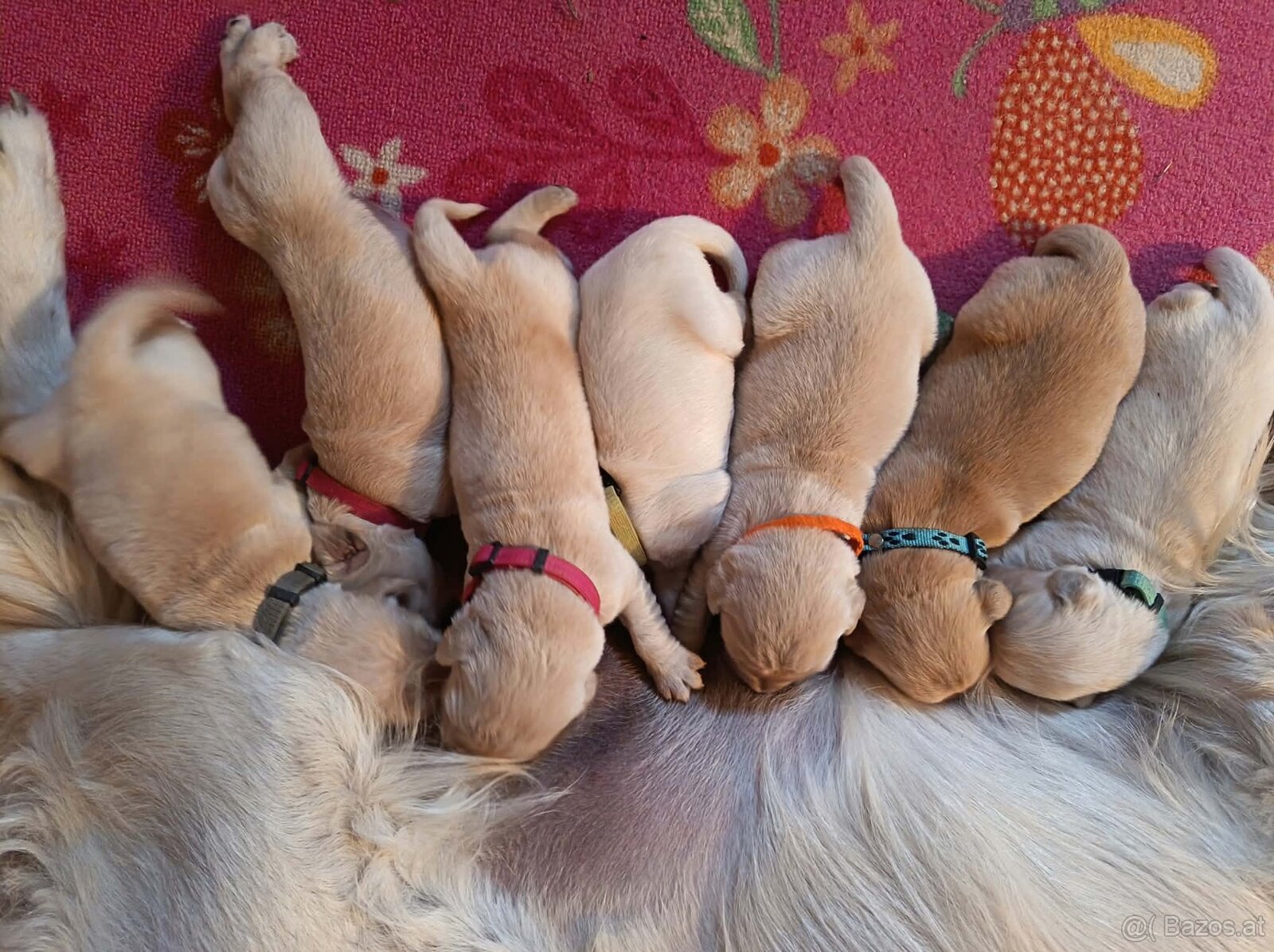 Golden Retriever Welpen