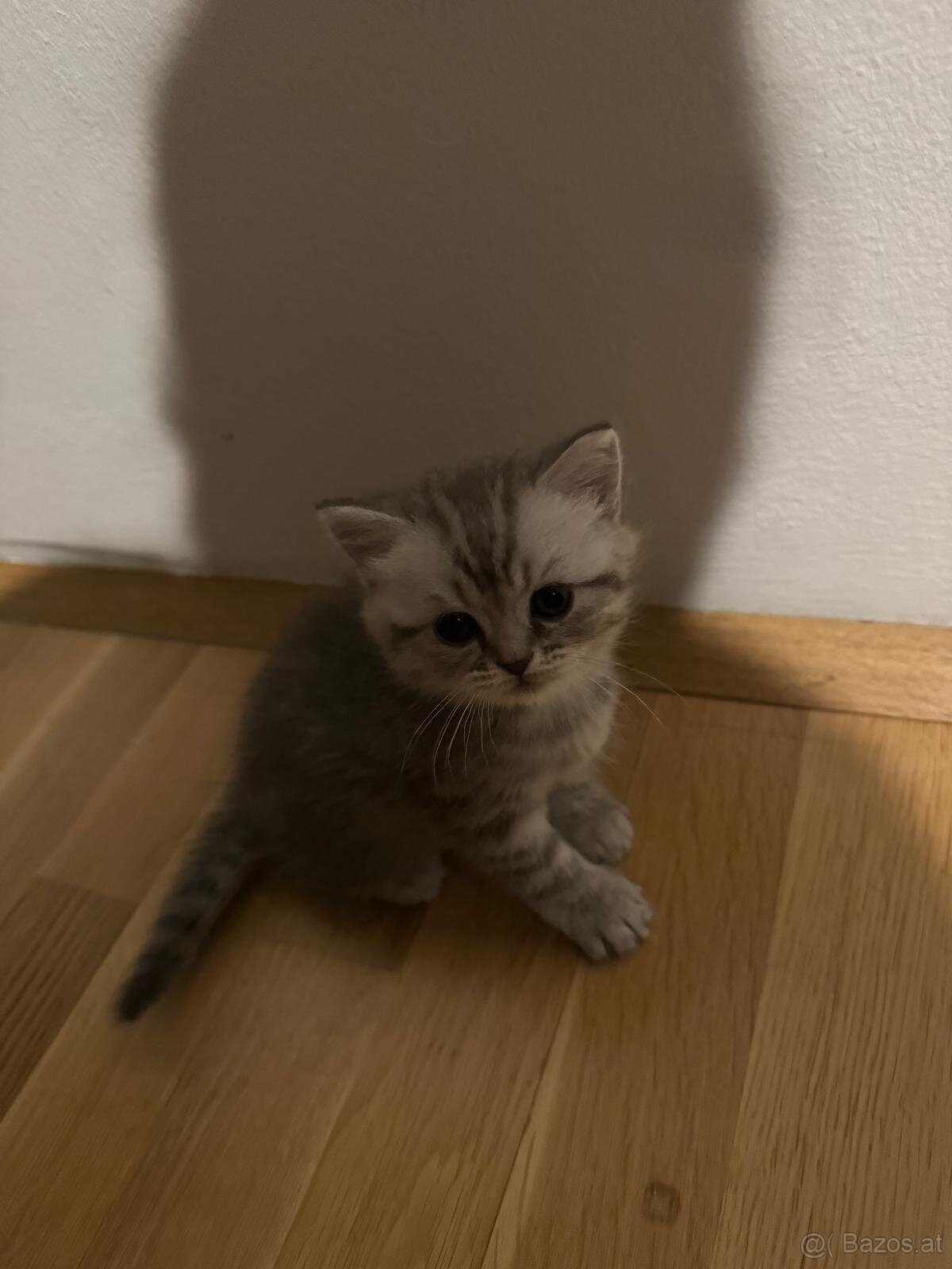 Britisch kurzhaar kitten