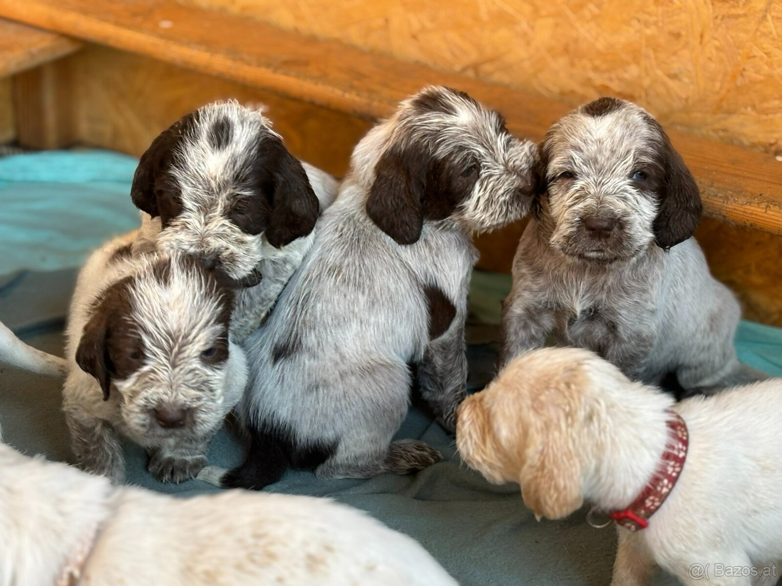 Spinone italiano
