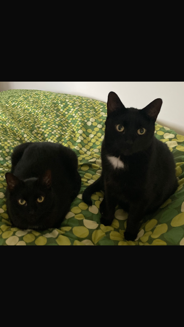 Verschmuste Katzenbrüder abzugeben