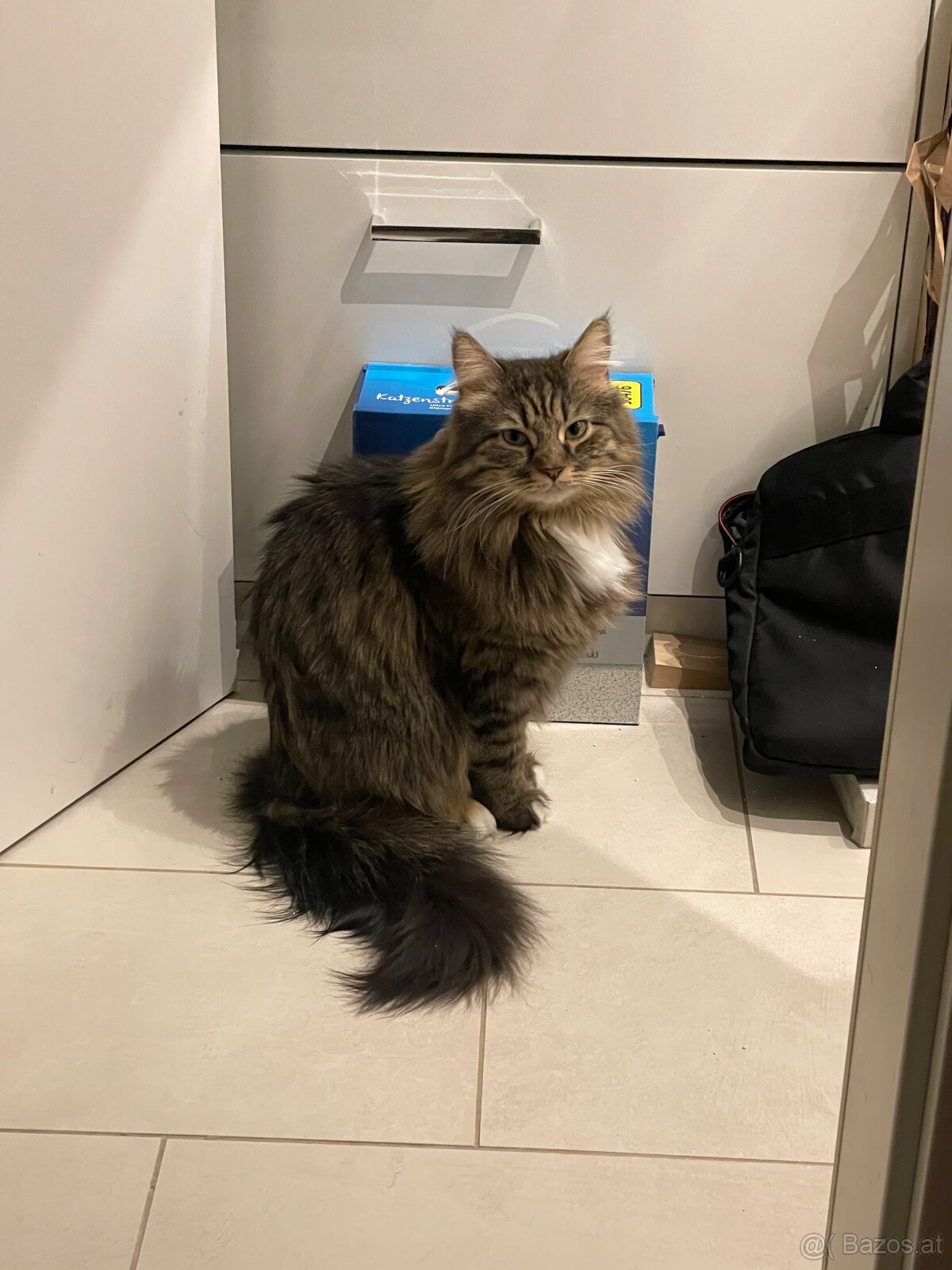 Katzen zu verschenken