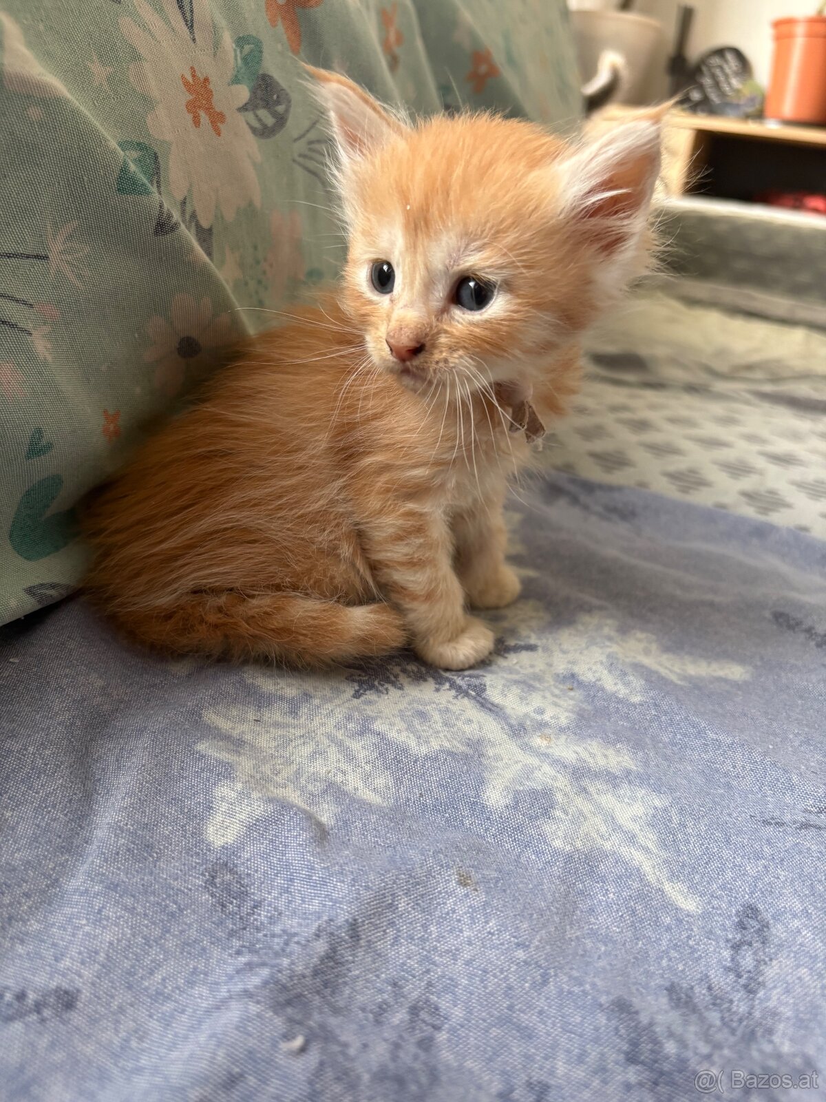 Maine Coon Kitten
