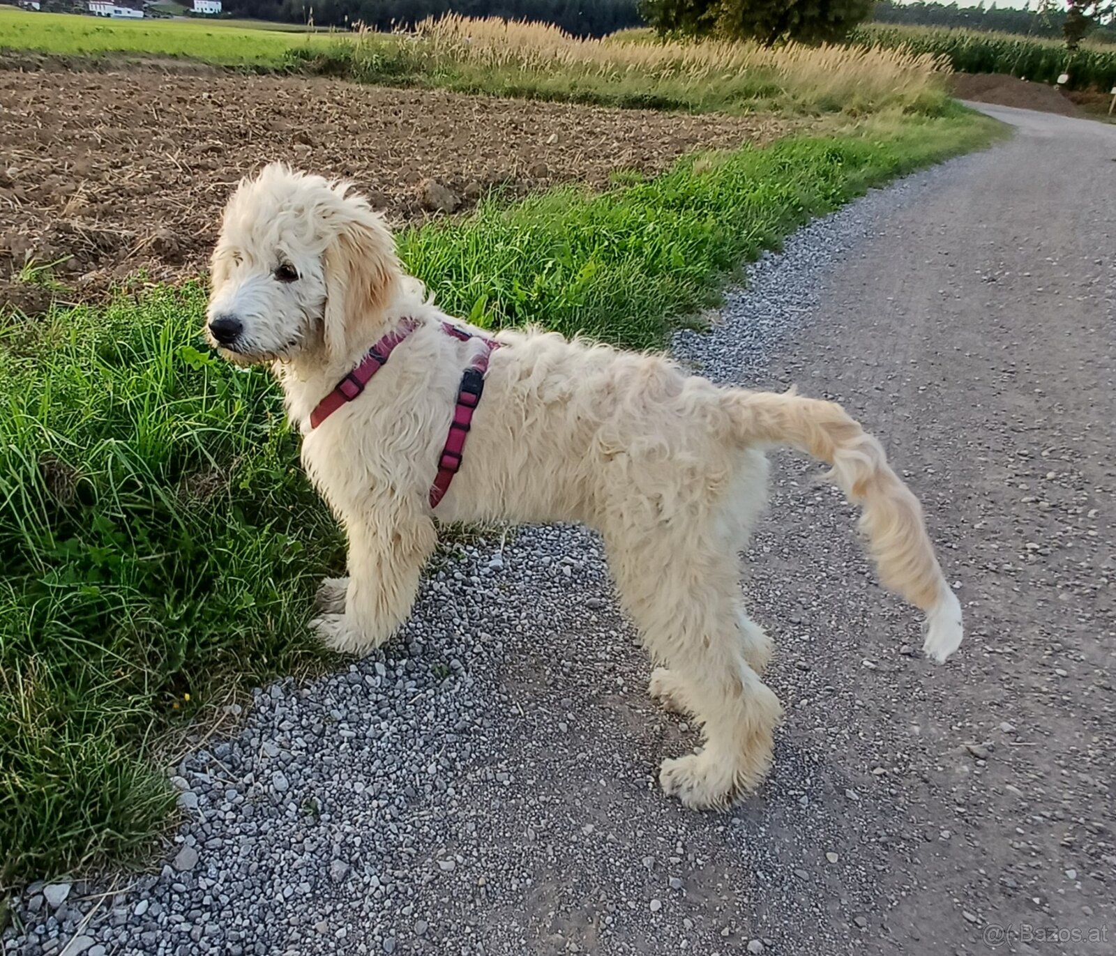 Goldendoodle