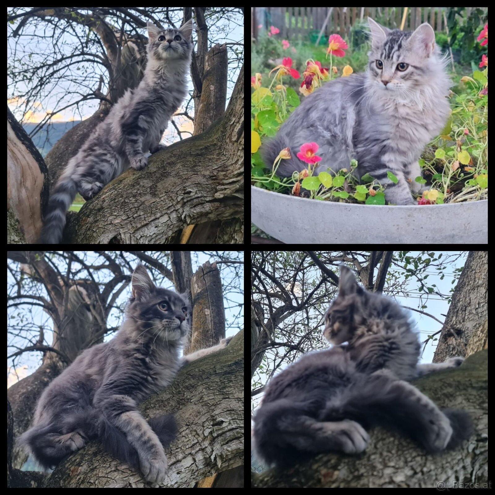 Maine Coon Kitten suchen Herzensplätze