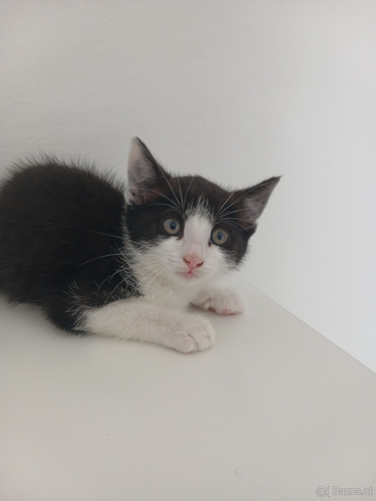 Kitten