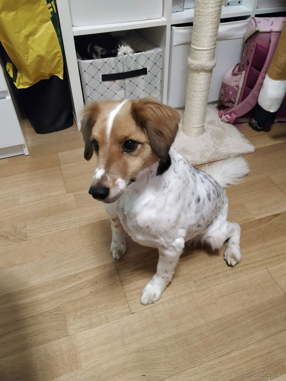 Jack Russelterrier zu vergeben