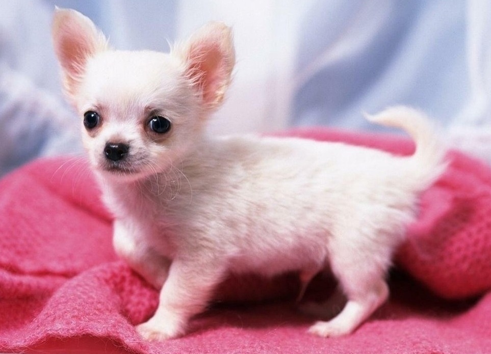 Chihuahua-Welpen (männlich und weiblich)