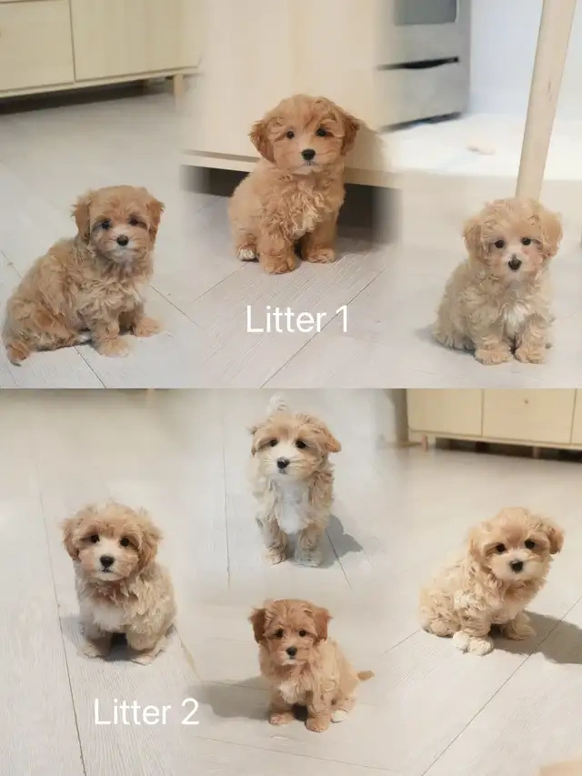 Bezaubernde Maltipoo-Welpen