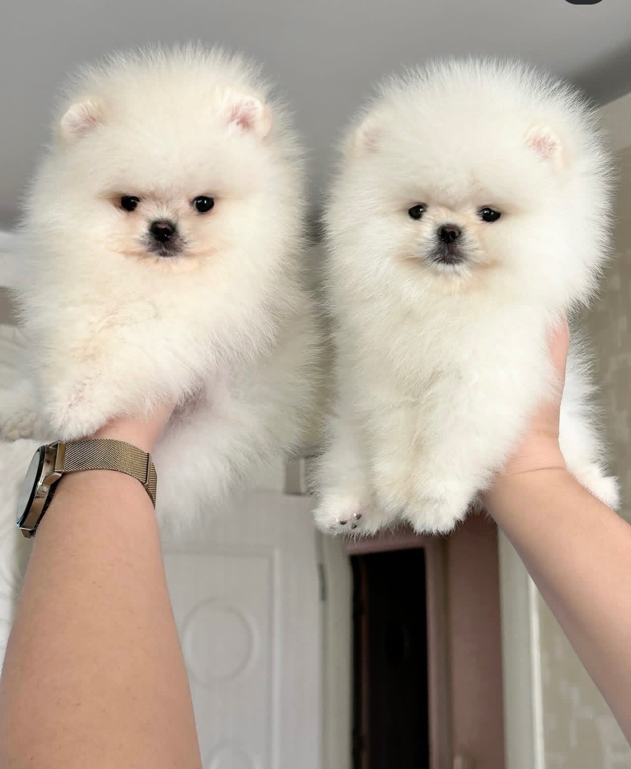 Pomeranian-Welpen suchen ein Zuhause