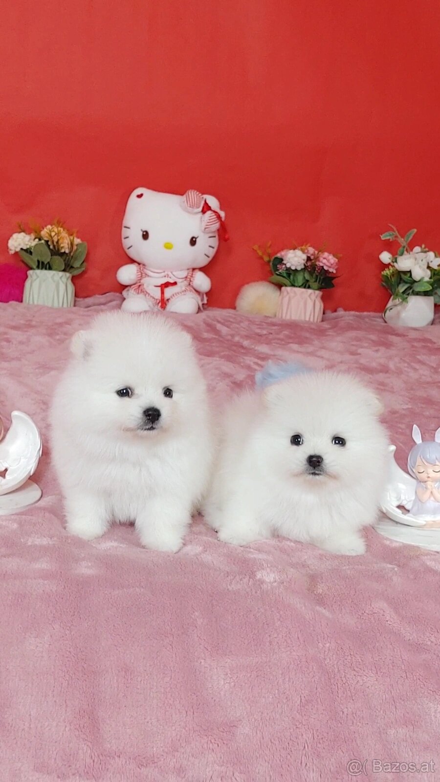 Pomeranian-Welpen