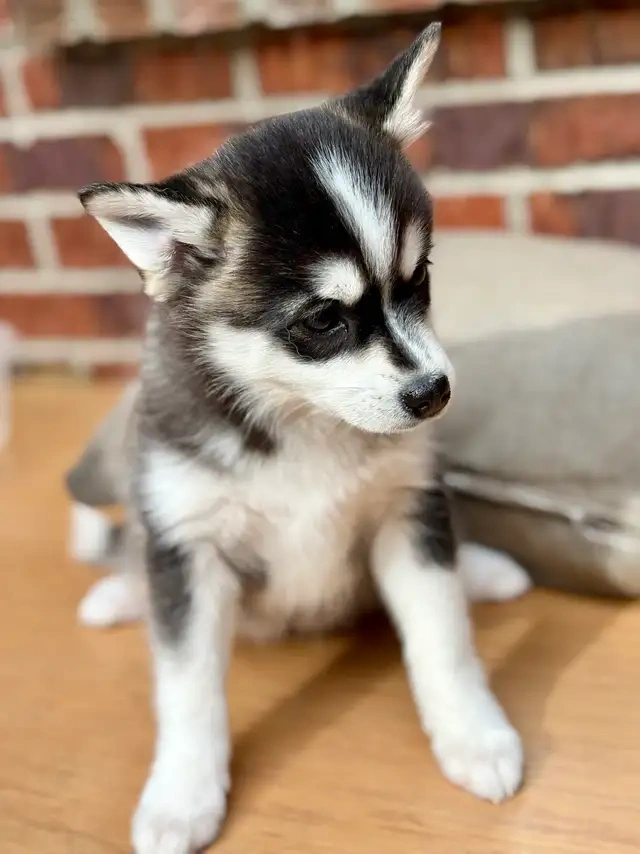 Wunderschöne Pomsky-Welpen abzugeben