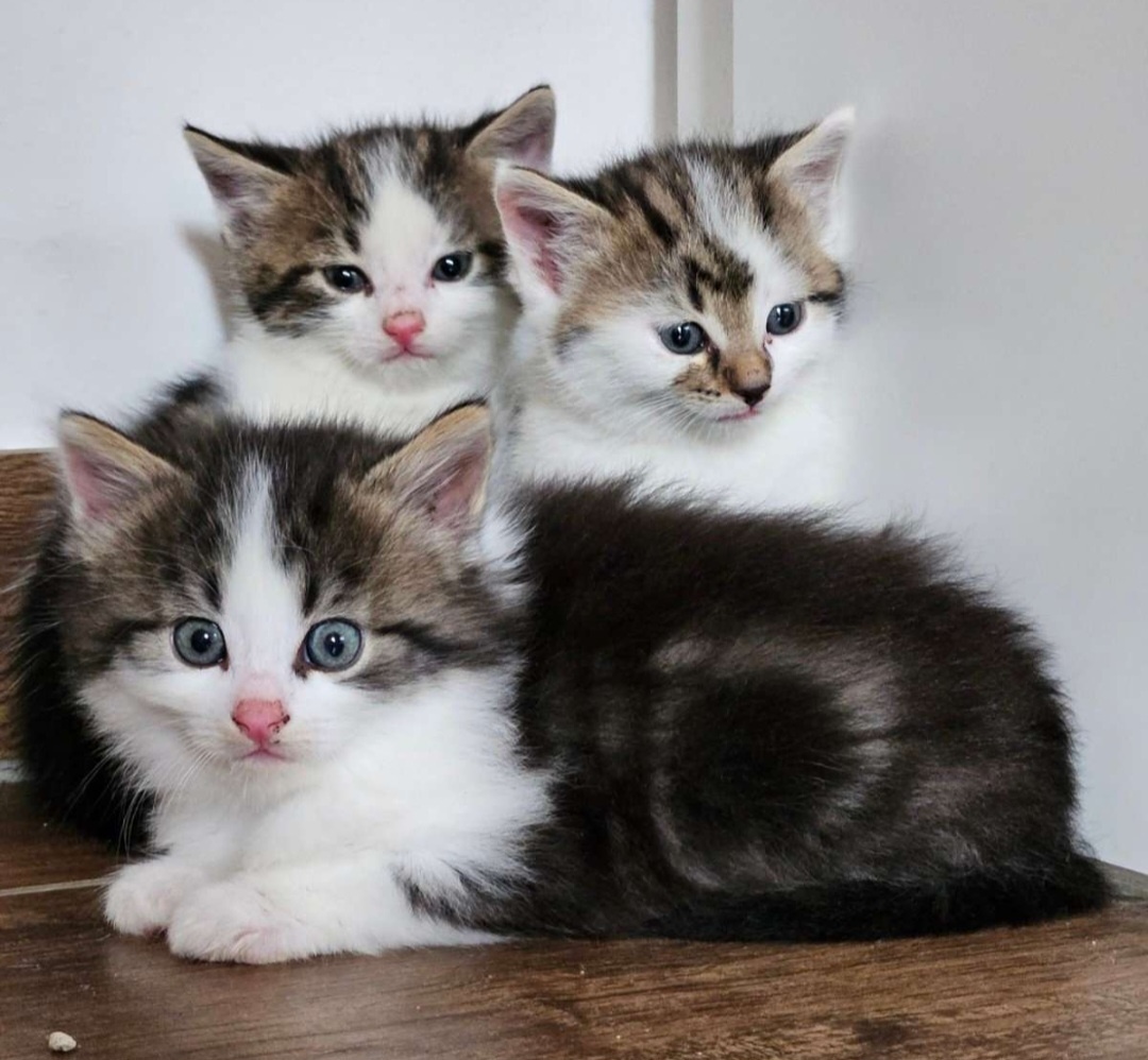 Baby katze